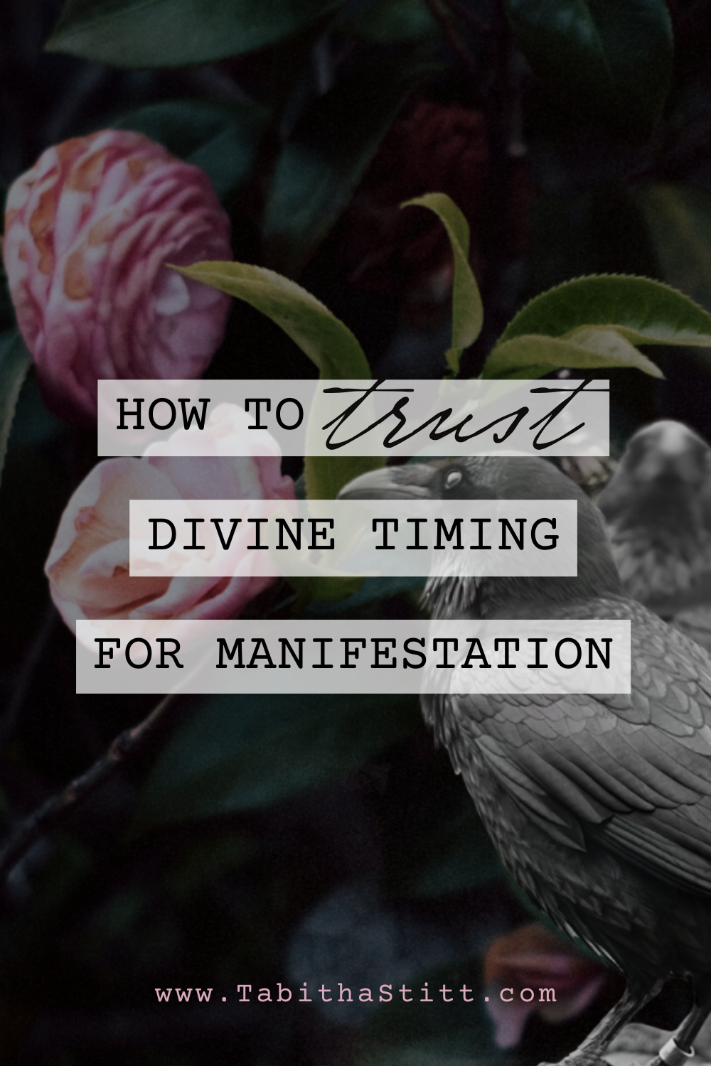 How to Trust Divine Timing for Manifestation with Image of Crow as a symbol for freedom and flight