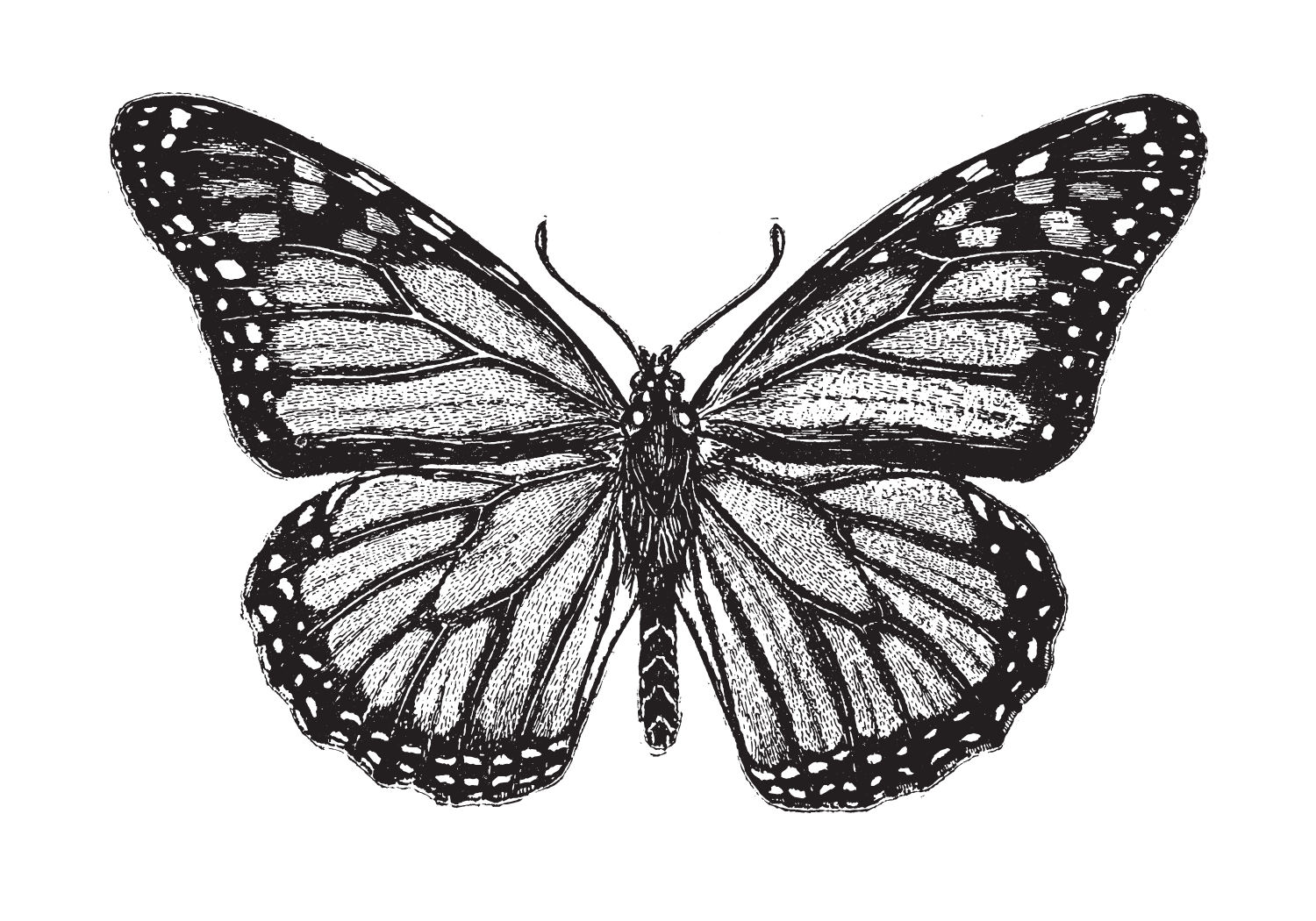 Full Butterfly Transformation in The Space: A Magical and Practical Membership for Manifesting Your Soul's Purpose and Passions in Black and White for Subjective Perspective