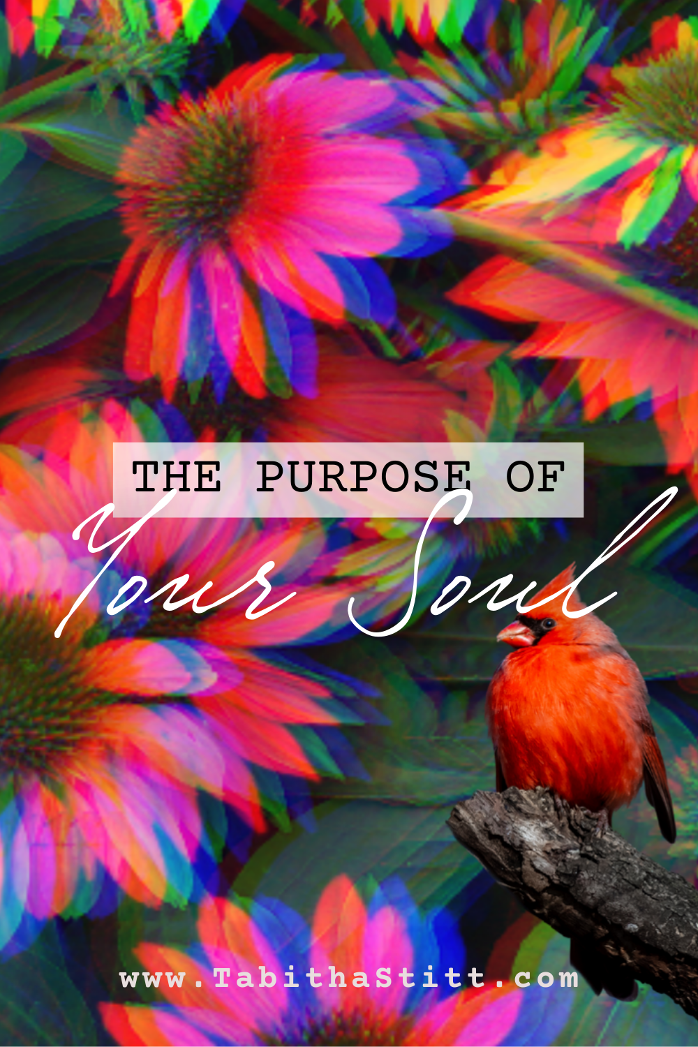 The Purpose of Your Soul with a Red Cardinal a Symbol for Spirit
