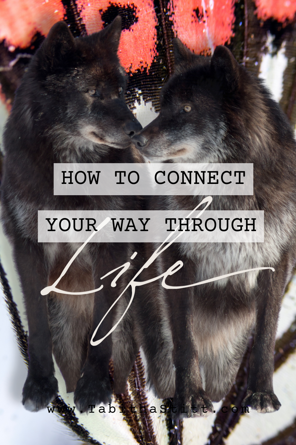 How to Connect Your Way Through Life with Wolves and Mother Nature Showing Its Essential Love