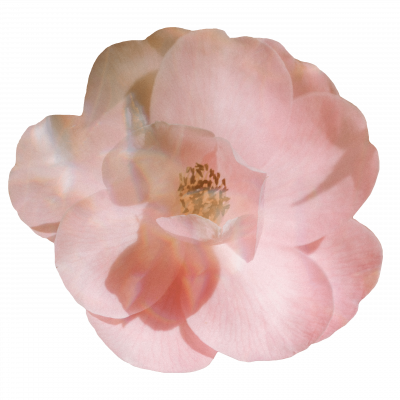 Flower for Transformation with Tabitha Stitt The Self-Help Psychic